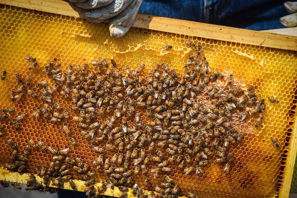 Beekeeper Jim Miller, a volunteer at the Airway Heights Correction Center, displays a frame from a honeybee nuc box, Thurday, Aug. 8, 2019, at the prison. (Dan Pelle / The Spokesman-Review)