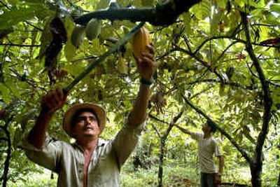 
Farmer Milton Pereira Ramos works in his cocoa plantation under the shadows of jungle trees near Anapu, in the northern Amazon state of Para, on Friday.
 (Associated Press / The Spokesman-Review)