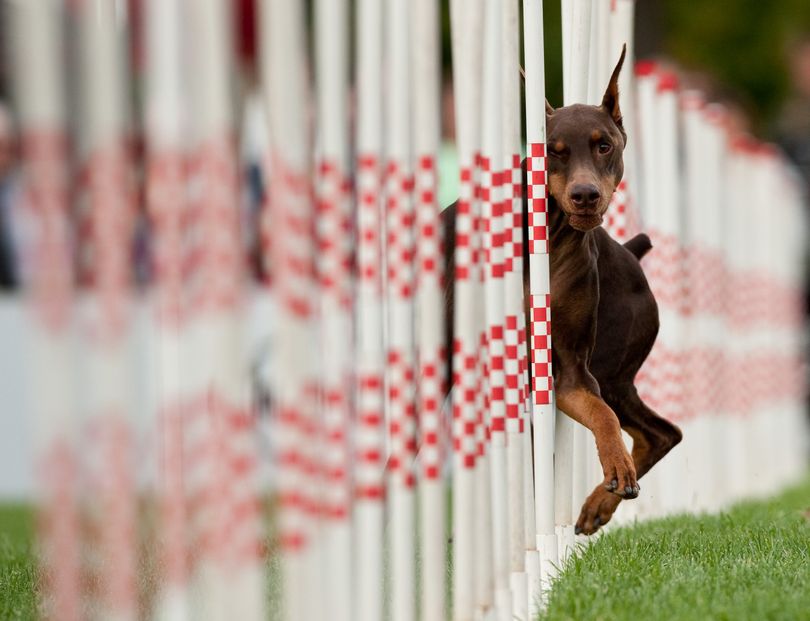 ORG XMIT: NY128 In this photo provided by Purina, Flare, a Doberman, and trainer Yvonne Mancino, not pictured, of Columbus, Ohio, compete in the 60-weave pole racing competition of the Purina Incredible Dog Challenge at Purina Farms in Gray Summit, Mo. on Saturday, Oct. 3, 2009. (AP Photo/Purina, Whitney Curtis) **NO SALES** (Whitney Curtis / The Spokesman-Review)