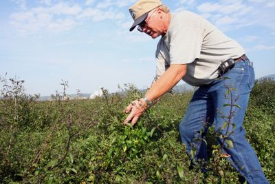 Satchwell Farms Manager Wade McLean shows how tall the peppermint has grown in his field off Hayden Avenue. “Peppermint grows up, falls down and grows up again,” the 58-year-old farmer said. “About the second or third time it grows is when you cut it.” Harvest begins next week.  (Taryn Hecker / The Spokesman-Review)