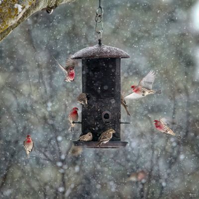 A flock of house finches (and one Cassin’s finch) feast on black-oil sunflower seeds at a backyard feeder just south of Spokane.  (Courtesy of Carl Barrentine)