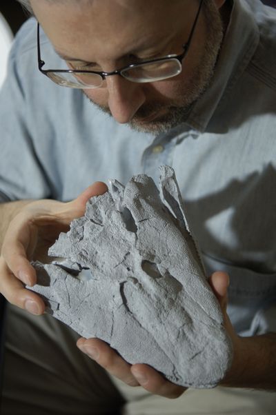 University of Chicago paleontologist Neil Shubin studies the cast of a fossil of Tiktaalik roseae, with a crocodile-like head that apparently moved on land like a seal - an important discovery for understanding how fish evolved into land animals with four limbs and a backbone.  (File Associated Press / The Spokesman-Review)