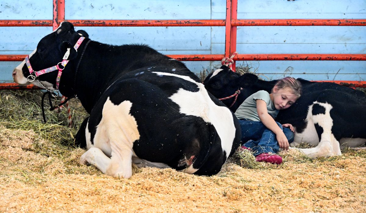 Dakota Cummins, 7, snuggles with her calf, Midnight, in the cow barn Friday at the Spokane County Interstate Fair. Dakota’s parents owns Whitepine Flats Farms in Elk and brought their dairy cows to display at the fair.  (COLIN MULVANY/THE SPOKESMAN-REVIEW)