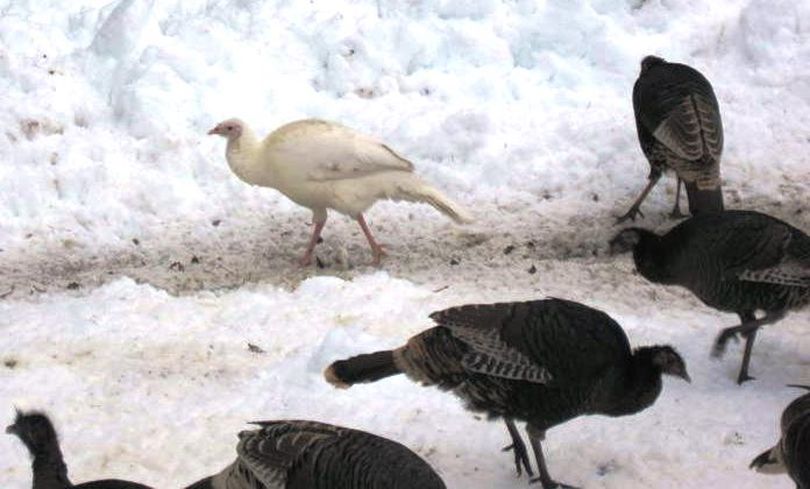 A white wild turkey feeds with a flock of normal wild turkeys in north Spokane County. (Evan Johnson)