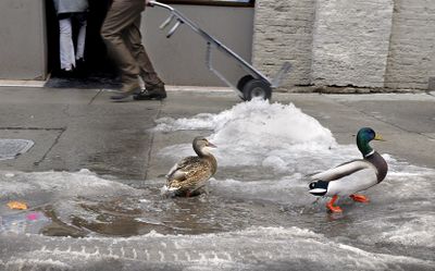 More ducks are being spotted along the streets of downtown Spokane.  (CHRISTOPHER ANDERSON / The Spokesman-Review)
