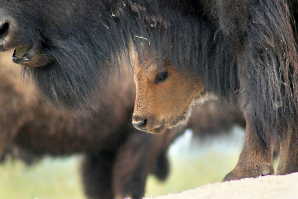 A bison calf peers from behind an adult bison. 
 (Justin Grigg / Missoulian)