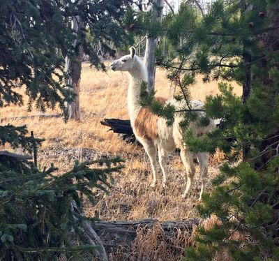 This Sunday, Oct. 28, 2018, photo shows Ike, a pack llama that escaped from a guided hike in Yellowstone National Park in August, seen southwest of Yellowstone Lake. He was captured Sunday by Susi Huelsmeyer-Sinay with Yellowstone Llamas in Bozeman, Mont. She said she feared the llama would not survive the winter in the park. (Susi Huelsmeyer-Sinay / AP)