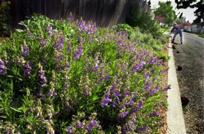 
Native plants such as penstemon are attractive and can flourish with very little water.
 (File Photos/ / The Spokesman-Review)