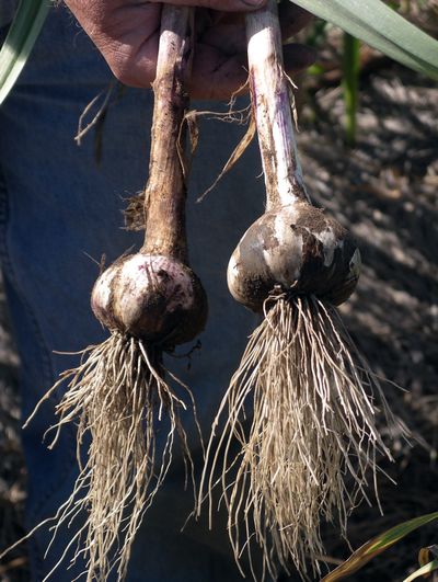 Garlic planted in October will yield tasty heads next July. (File)