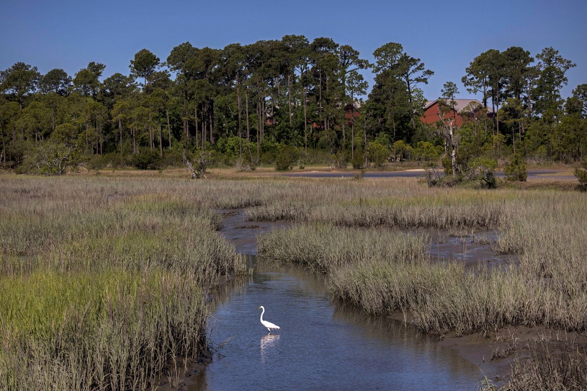 A snowy egret forages in a salt marsh on May 11 in Parris Island, S.C.  (Stephen B. Morton)