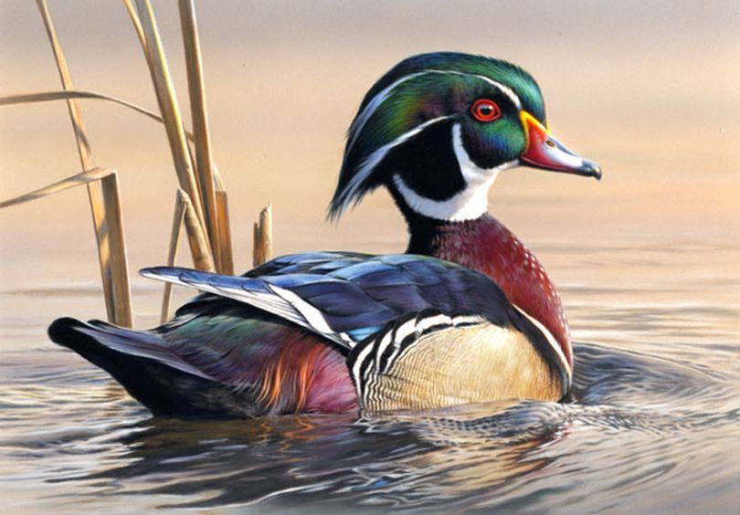 Joseph Hautman of Plymouth, Minn., won the 2011 Federal Duck Stamp Contest on Oct. 29, 2011, with his acrylic painting of a single wood duck. Hautman has previously won the contest three times, in 1991, 2001 and 2007. His art will be made into the 2012-2013 Federal Duck Stamp, which will go on sale July 1, 2012.
 (Courtesy photo)
