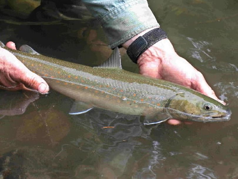 Bull trout, considered a threatened species throughout the Northwest, flourish in the clean, cold waters of Rapid River in the roadless area near Riggins, Idaho. 