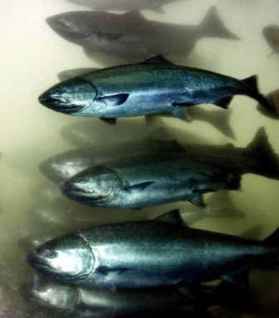 Salmon pass through the fish ladder at Bonneville Dam.
(File/Associated Press / The Spokesman-Review)