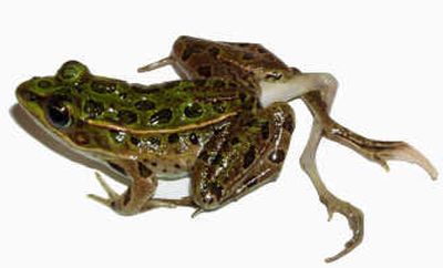 
This undated photo from the University of Colorado shows a deformed frog. Associated Press
 (Associated Press / The Spokesman-Review)
