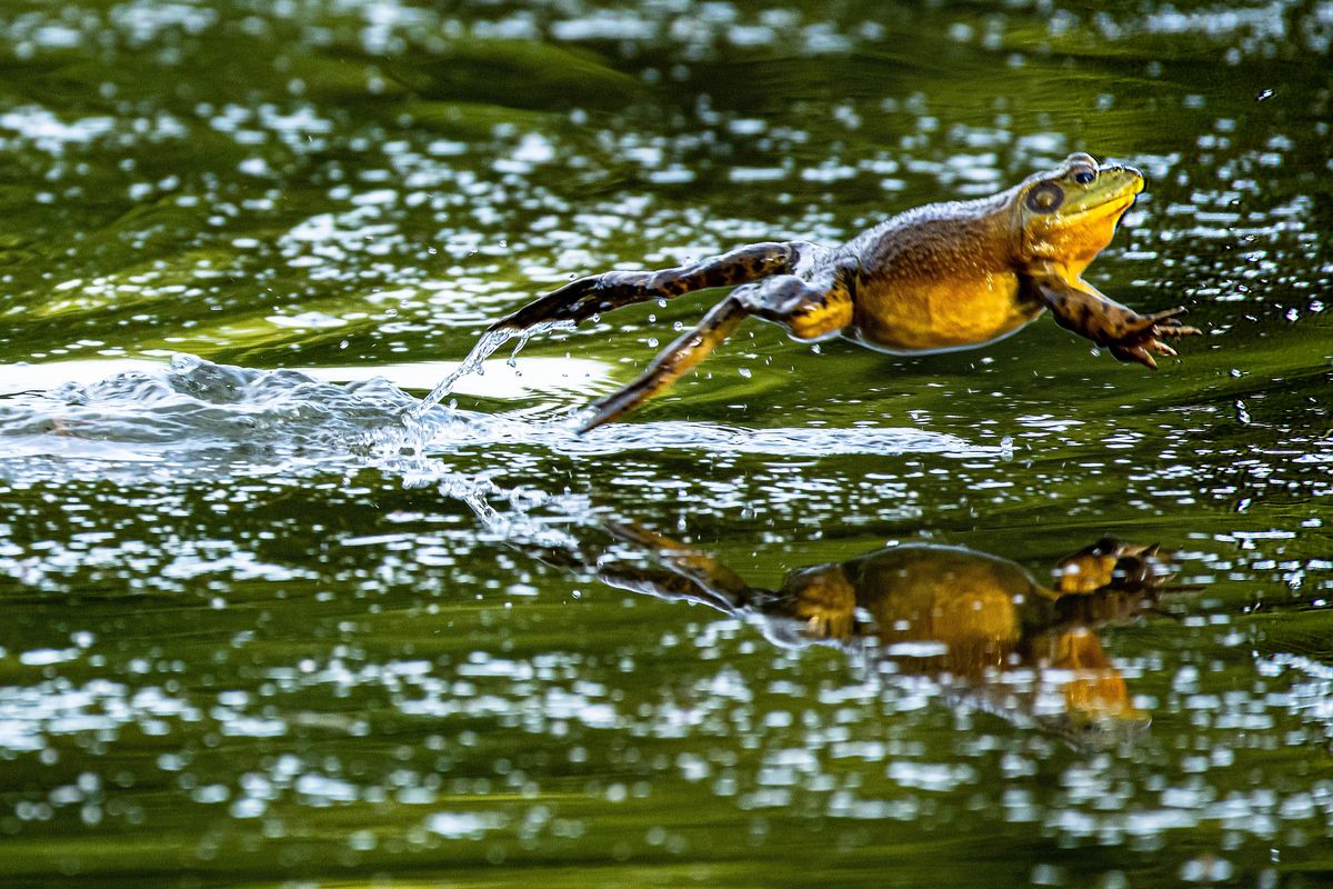 Bullfrogs, an invasive species, have found a home in Cannon Hill Pond on Spokane’s South Hill. Because of their large size and voracious appetite, bullfrogs outcompete and prey upon many indigenous species such as smaller native frogs, turtles and young water fowl. (Colin Mulvany / The Spokesman-Review)