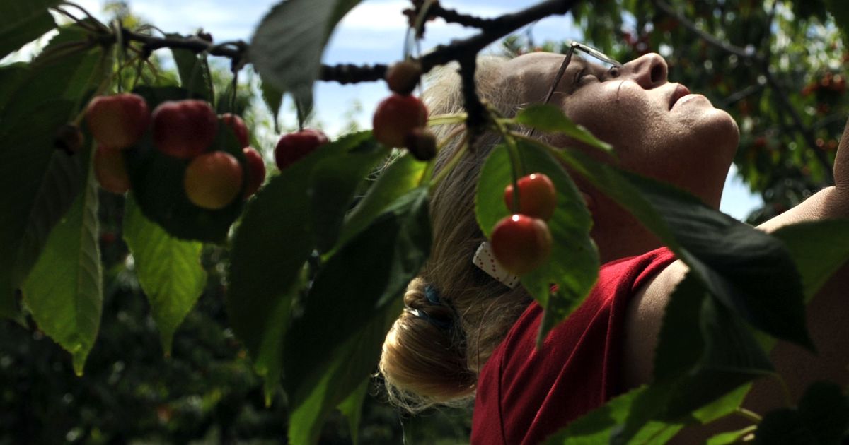 Fruit And Vegetable Picking Underway At Green Bluff Farms The Spokesman Review