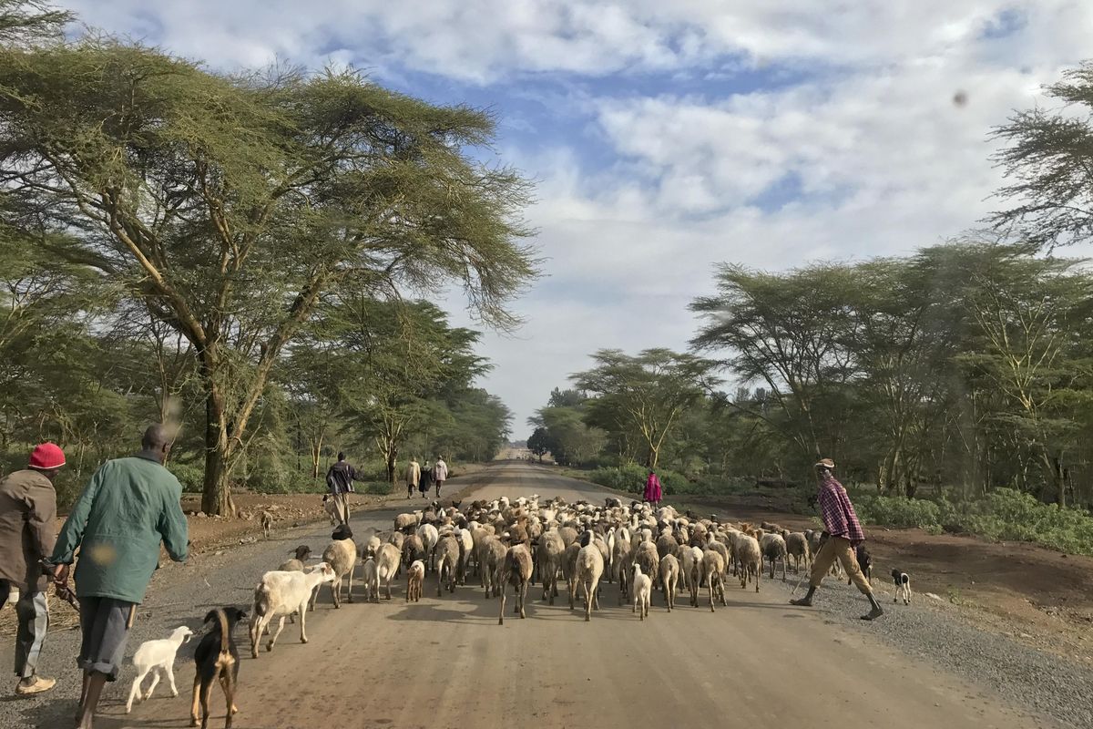 In this photo taken Thursday, July 27, 2017, herdsmen herd their sheep and goats along a road in Laikipia, Kenya. Farms and houses here have been under siege by semi-nomadic herders and burned-out homes in this dry landscape have become a symbol of the tensions around the presidential election on Aug. 8 as Kenyans prepare for the possibility of yet more deadly violence. (Joe Mwihia / Associated Press)