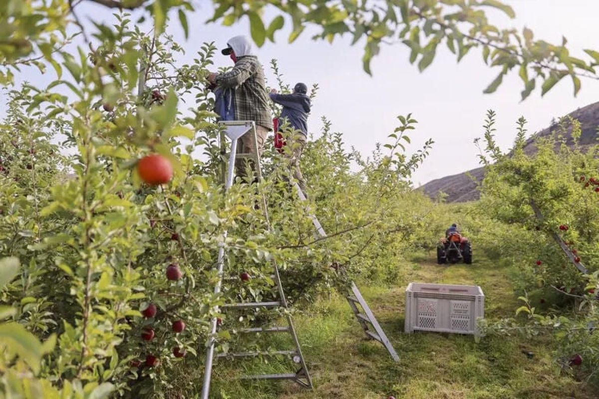 Orchard workers pick apples on the morning of Oct. 2 at Thornton Farms in Tonasket, Okanogan County.  (Kevin Clark/Seattle Times)