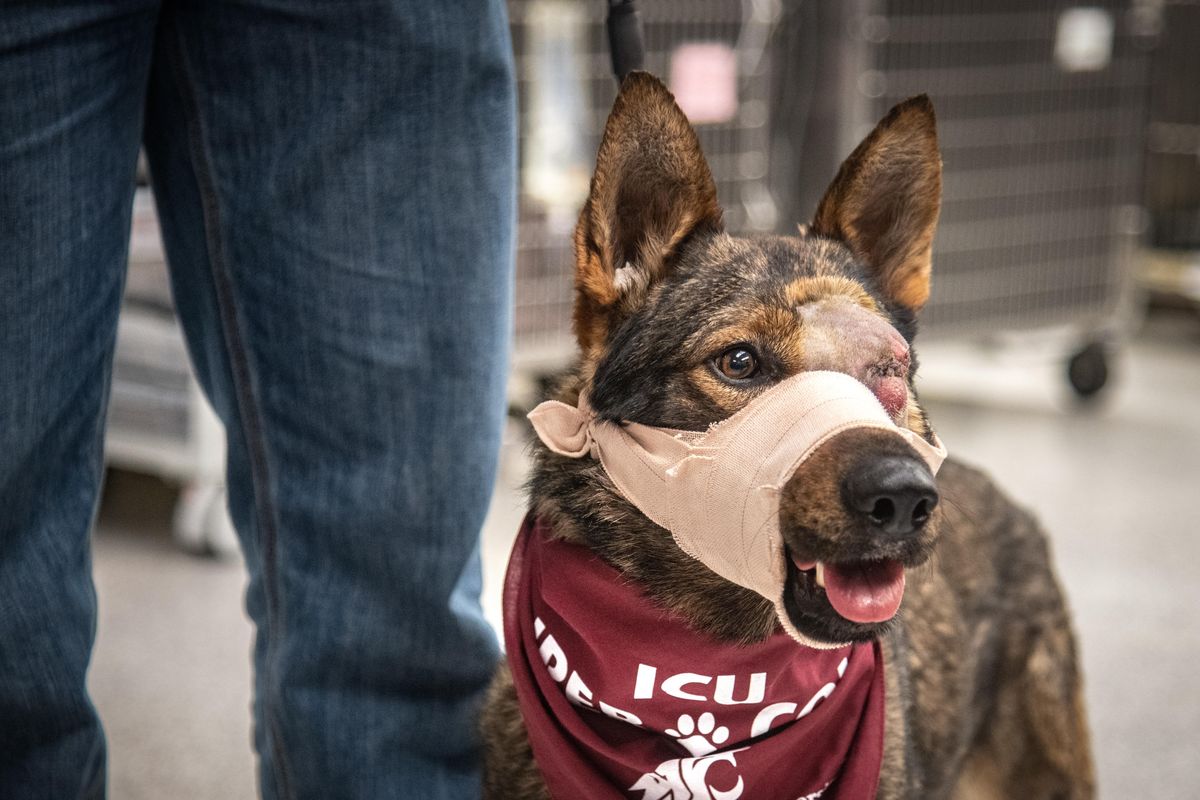 Moses Lake K-9 Chief is bandaged and released from the WSU Veterinary Teaching Hospital, Wednesday, March 4, 2020. The German Shepherd was shot in the face by an armed robbery suspect. Chief lost his left eye and broke his jaw. (Dan Pelle / The Spokesman-Review)