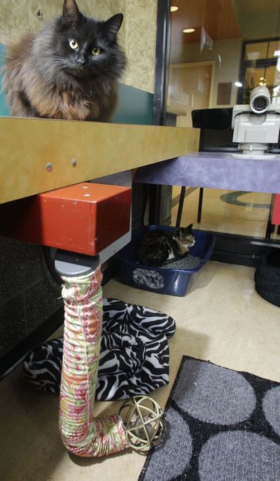 A cat sits over a robotic toy in the cat play room at the Oregon Humane Society in Portland. More than 90,000 cat lovers from 112 countries have remotely played with the kittens at the Oregon Humane Society since September, thanks to real-time computer technology. (Associated Press)