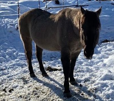 The Okanogan County Sheriff’s Office released this photo of Ghost, the only surviving horse found on a property in Okanogan County where deputies found five dead horses suspected of starving. The owner is accused of animal abuse.  (Okanogan County Sheriff's Office)