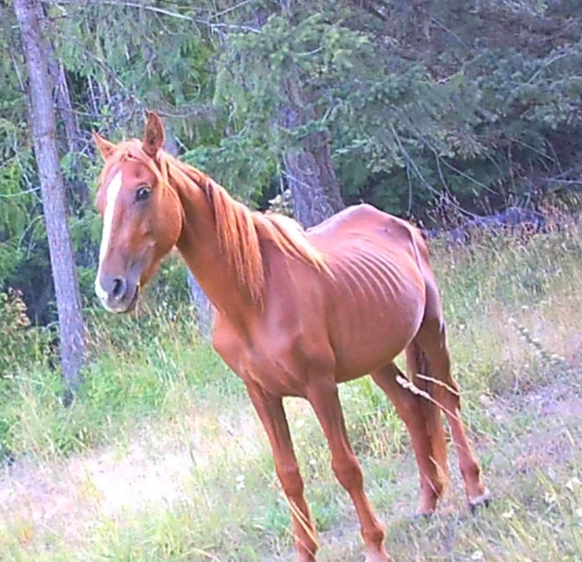 One of the 66 horses as photographed by the sheriff’s office in an animal neglect case. 