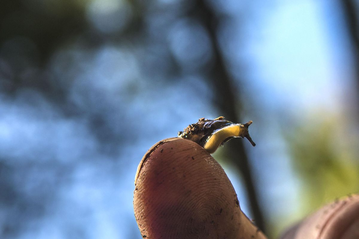 Michael Lucid of Idaho Fish and Game displays this Skade’s jumping slug near Priest River on Thursday, April 19, 2018. (Kathy Plonka / The Spokesman-Review)