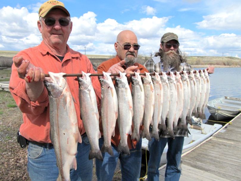 A big rainbow, left, and 14 steelhead made up the April 8 catch of these three Sprague Lake anglers.