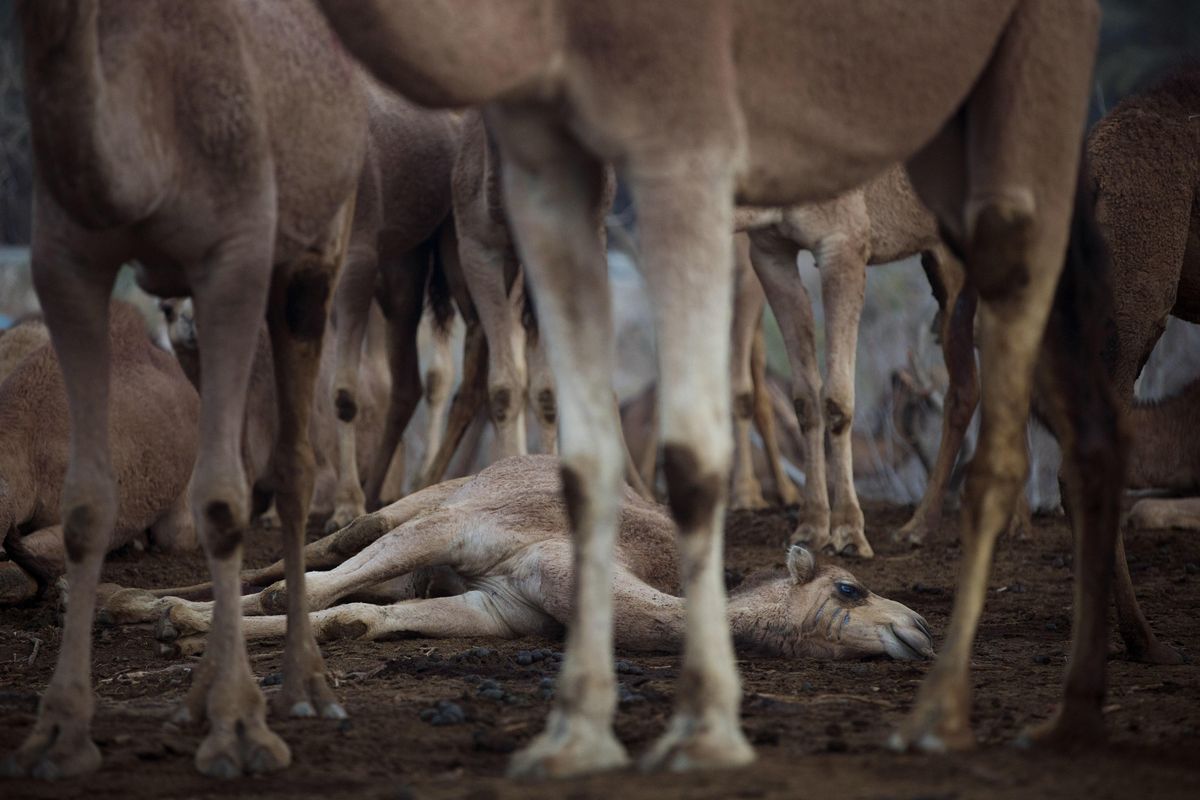 In this Saturday, Feb. 10, 2018 photo, camels gather at the night camp in the territory of Israeli Kibbutz Kalya, near the Dead Sea in the West Bank. (Oded Balilty / Associated Press)