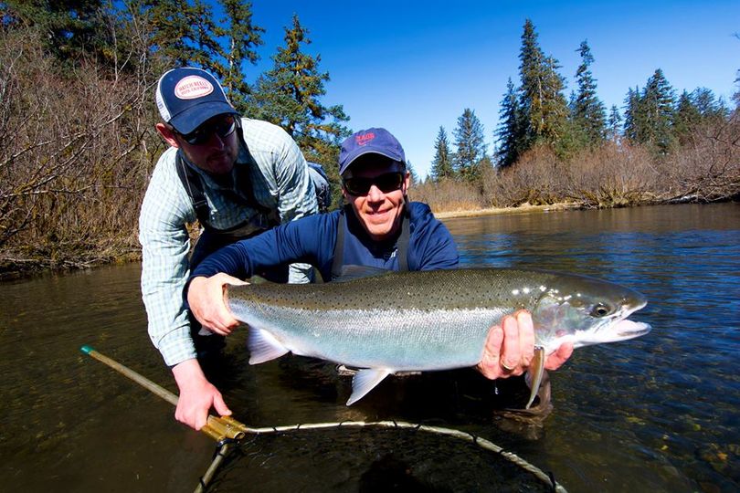 Gonzaga men's basketball coach Mark Few prepares to release a huge steelhead in a southeast Alaska stream during the second week of April 2017. (Greg Heister)