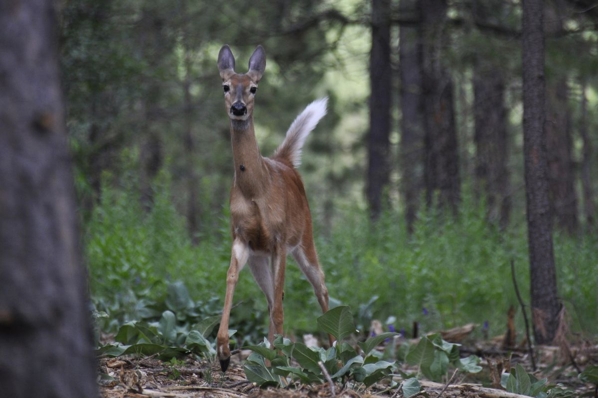 A white-tailed deer with a newborn fawn nearby rushes tail-high at an intruder walking through the woods. (Rich Landers / The Spokesman-Review)