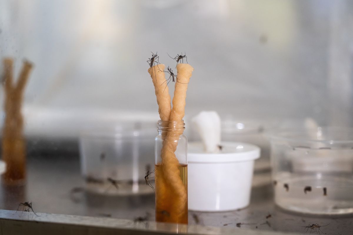 Mosquitoes feed in a contained area at the Disease Vector Education Center in St. Augustine, Florida. The center explores mosquito-related history and public health education. (Michael Rakim/For The Washington Post)