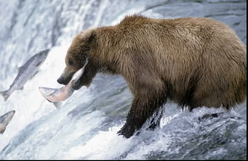 Brown Bear  National Geographic