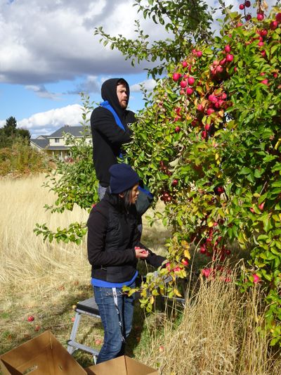 Volunteers with the Spokane Edible Tree Project harvest apples at the Resurrection Episcopal Church orchard in October 2017 in Spokane Valley.  (Courtesy)