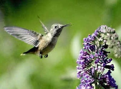 
A female hummingbird feeds near a blooming buddleia, an important source of nectar.A female hummingbird feeds near a blooming buddleia, an important source of nectar.
 (File/File/ / The Spokesman-Review)