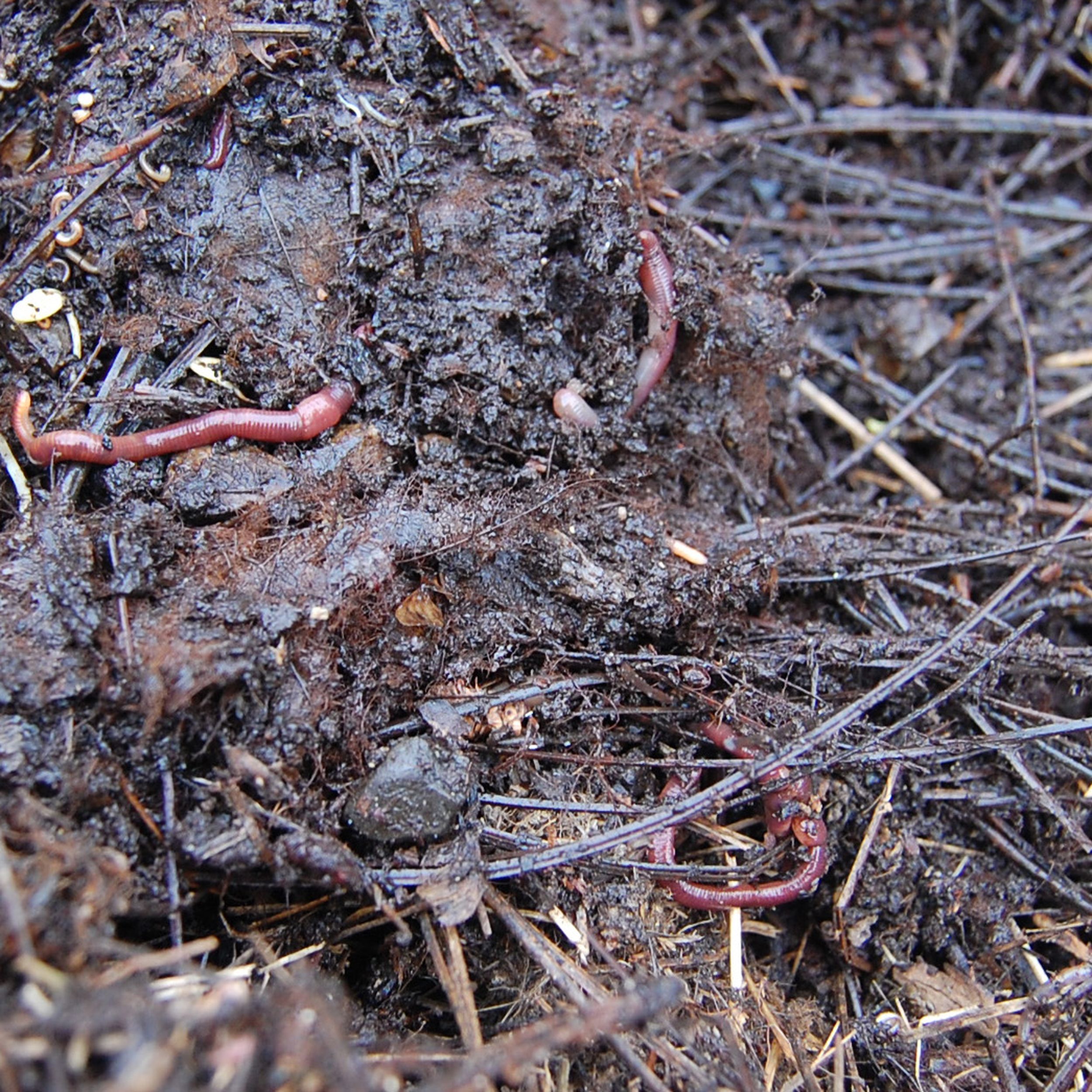 Do Earthworms Go into Hibernation?