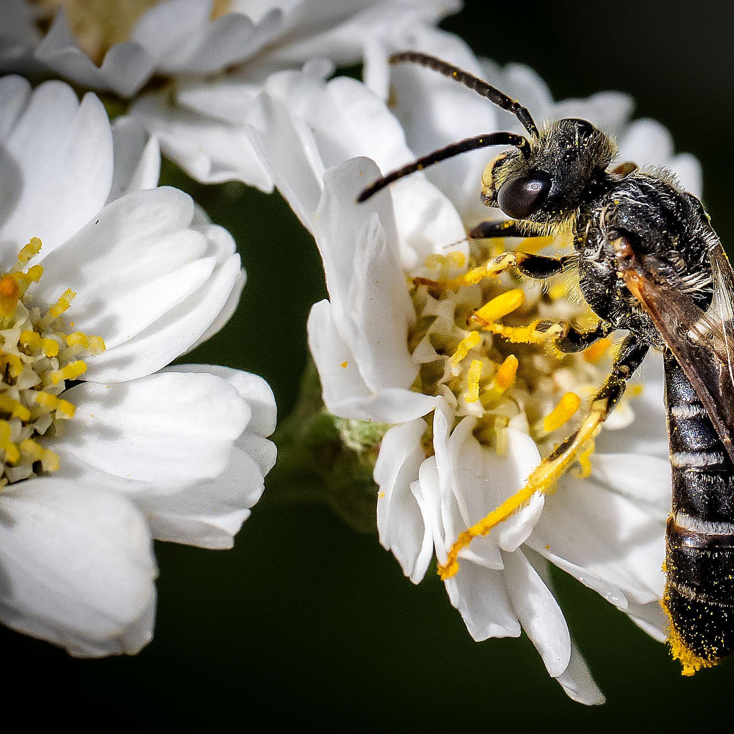 What's the buzz with native bees? Washington's Bee Atlas fixes to