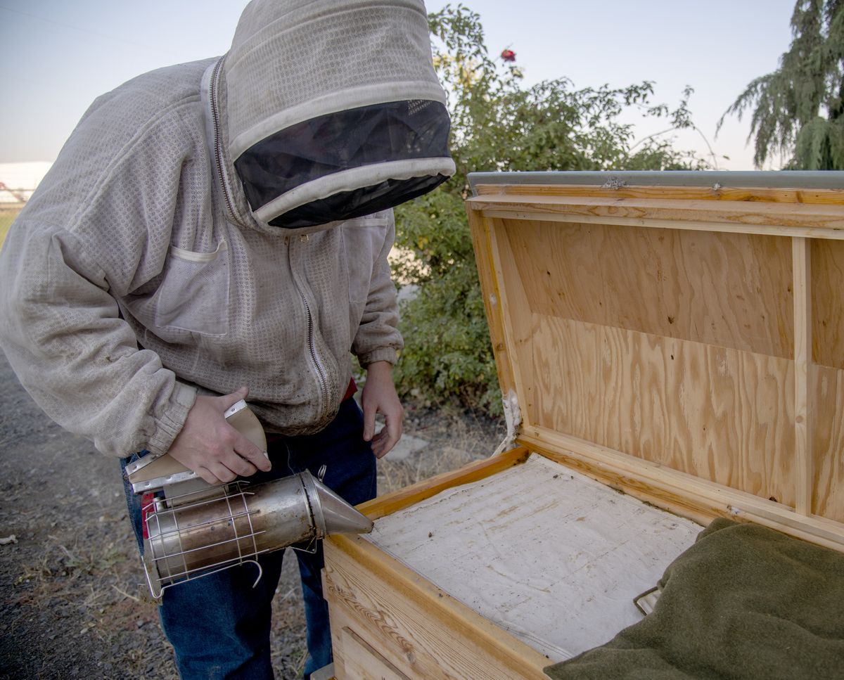 Washington ranked No. 8 best state for beekeeping, Washington