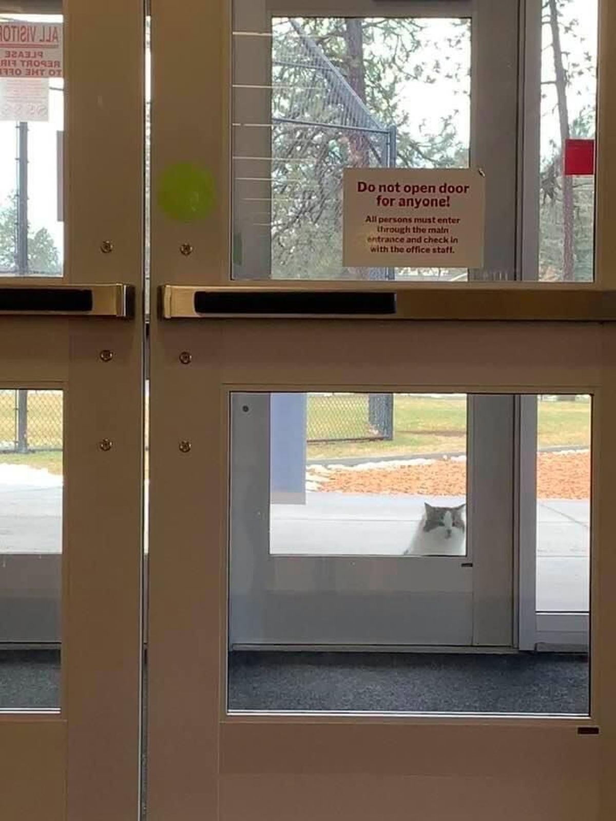 Xander the cat waits for the doors to open into Jefferson Elementary School. A sign posted on the door says "Do not open door for anyone!"  (Courtesy of Anne Walter)