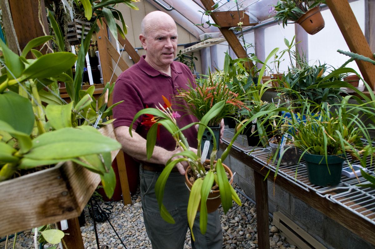 Jim Pearce, Spokane Orchid Society’s president and show chairman, raises a variety of orchids in a greenhouse built on to the back of his house in Medical Lake.  (Photos by Colin Mulvany / The Spokesman-Review)