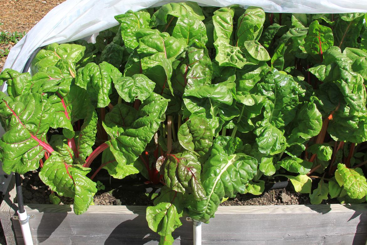 Get early start with spinach, chard