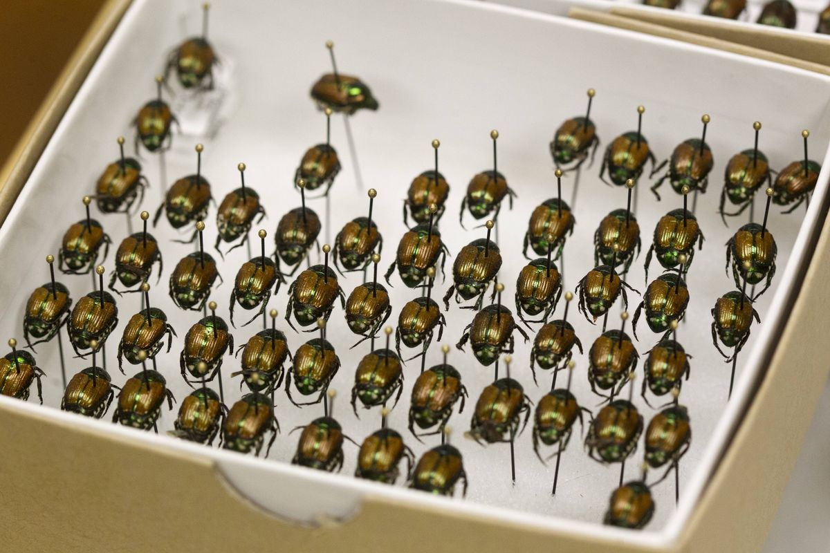 Japanese beetles are seen in the office of entomologist Paul Castrovillo in Boise. (Katherine Jones)