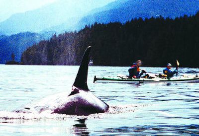 
Terry Prichard and Nancy Mertz of Coeur d'Alene, co-owners of Sea Kayak Adventures Inc., watch an orca surface after it swam under their kayak in British Columbia's Johnstone Strait. 