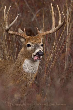 A whitetail buck heavy into the mating seasons -- also called the rut -- in the third week of November. (Jaime Johnson)
