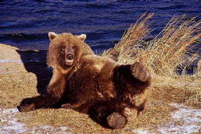 
Bear repellent sprayed on the ground attracted this Alaska brown bear, which enjoyed rolling in the residue. Associated Press
 (Associated Press / The Spokesman-Review)