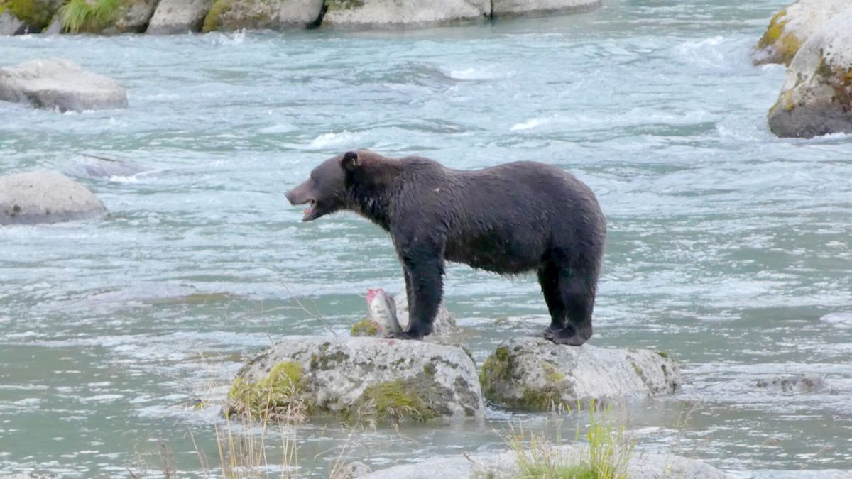 A grizzly bear clutches her half-eaten salmon caught below the weir in the Chilkoot River in Haines, Alaska.  (Alex Brown/Stateline/TNS)