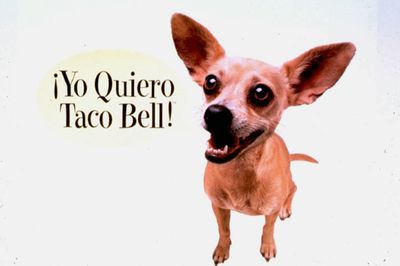 Originally, Gidget’s appearance in a Taco Bell commercial was supposed to be a one-time shot. But the Chihuahua proved wildly popular, and the ad campaign ran from 1997 to 2000.  (Associated Press / The Spokesman-Review)