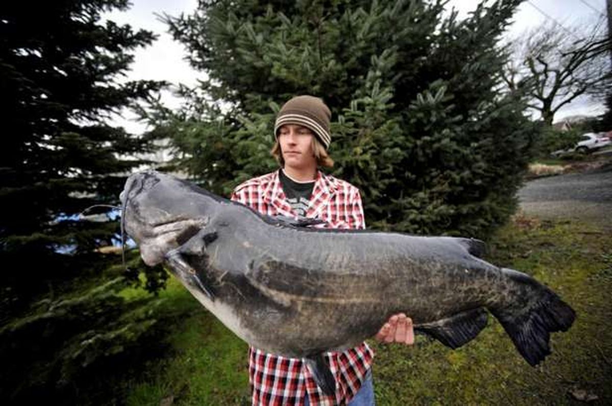 Oregon catfish gives anglers pause -- swimmers, too