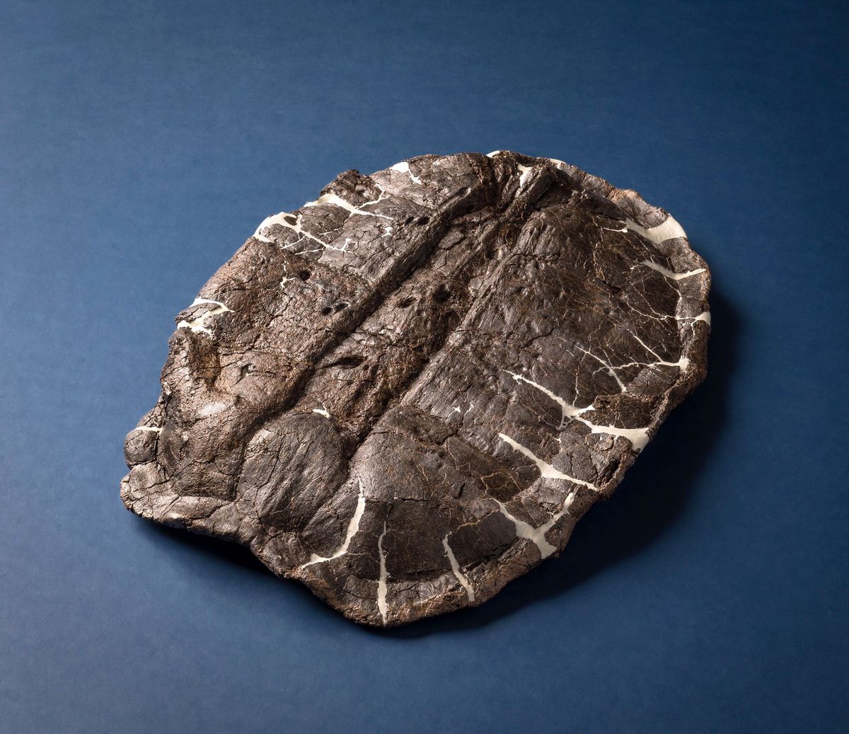 An undated photo provided by the Denver Museum of Nature and Science shows the fossil shell of Hoplochelys, an extinct genus of aquatic turtle, one of several types of turtle shells collected from sites in Montana and Colorado.  (RICK WICKER)