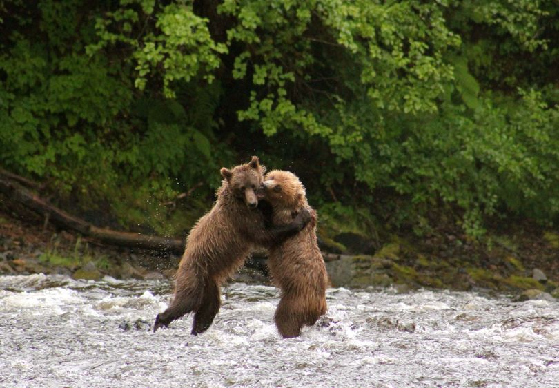 Two young Alaska Brown (Grizzly) Bears wrestle in a stream along the Inside Passage in Southeast Alaska (Cheryl-Anne Millsap / Photo by Cheryl-Anne Millsap)